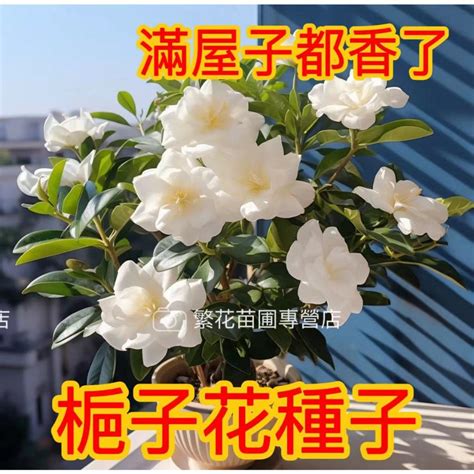 梔子花種子哪裡買|梔子花種子 四季易種植的價格推薦